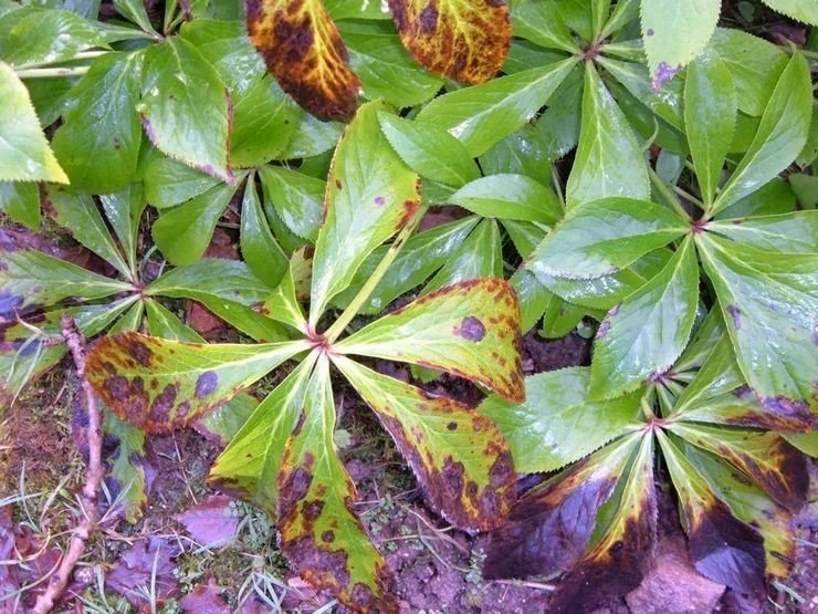 Виноград девичий пятилисточковый parthenocissus quinquefolia