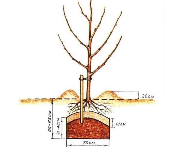 Корневая система абрикоса глубина и ширина