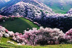 Цветущая абрикосовая долина йили китай