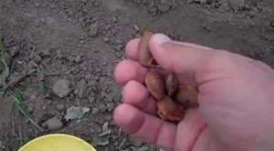 Фундук из ореха вырастить