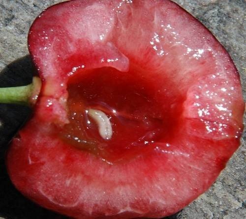 Яблоня с красной мякотью сорта