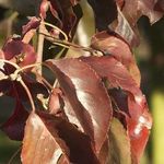 Болезни груши листья бледные краснеют коричневеют светлозеленые красные точки