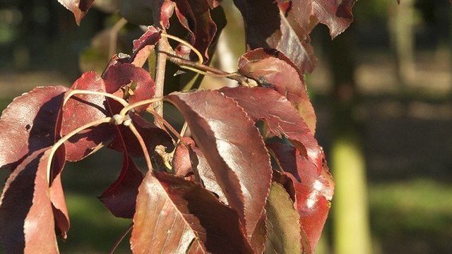 Болезни груши листья бледные краснеют коричневеют светлозеленые красные точки