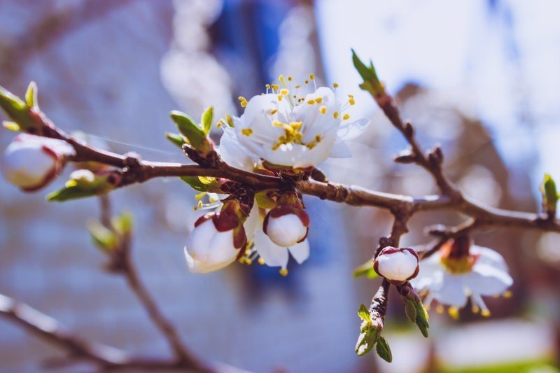 Абрикос дерево цветение