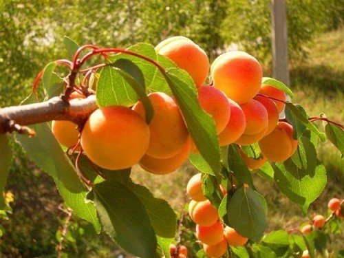 Саженцы абрикоса краснощекий