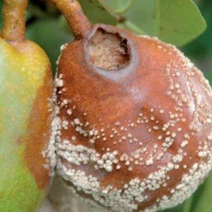 Плодовая гниль монилиоз яблони