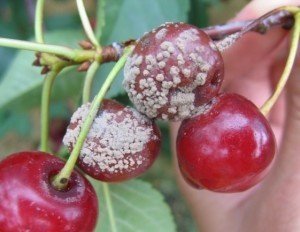 Вишня сахалинская плоды