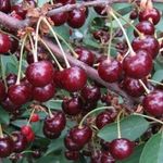 Особенности сорта вишни Тамарис