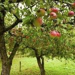 Узнаем можно ли сажать яблоню рядом с вишней? Совместимость деревьев в саду