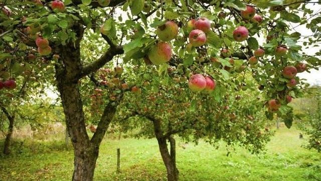 Узнаем можно ли сажать яблоню рядом с вишней? Совместимость деревьев в саду
