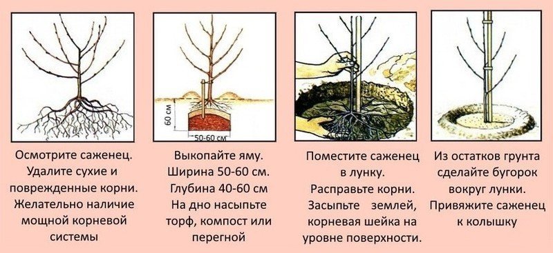 Схема посадка саженца плодовых деревьев