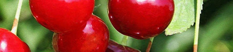 Спелые плоды сорта вишни студенческая