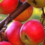 Формирование кроны яблони – основные и наиболее распространенные формы крон