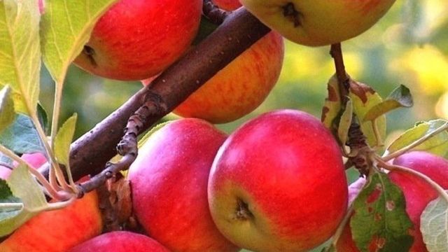 Формирование кроны яблони – основные и наиболее распространенные формы крон