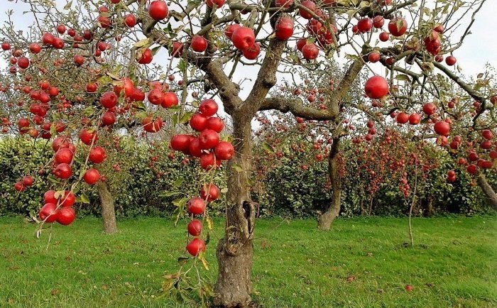 Яблоня айдаред дерево