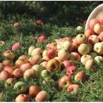 Инструкция для начинающих садоводов: как правильно посадить яблоню весной