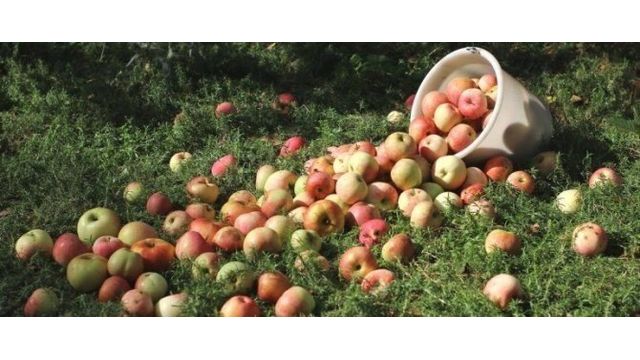 Правильная посадка яблони: 8-шаговая инструкция и советы