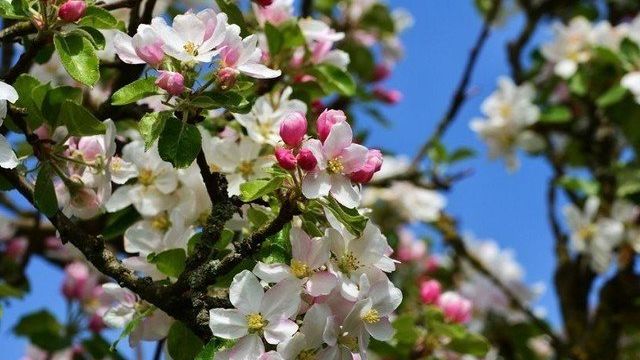 Как привить яблоню? Советы для прививки и уходу за растением весной и осенью
