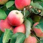 Колоновидная яблоня Кумир: описание сорта и отзывы о нем владельцев