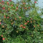 Необычные яблони Карлики Мазунина