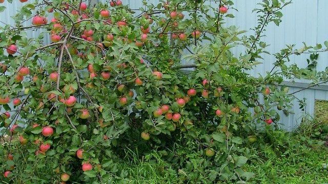 Необычные яблони Карлики Мазунина