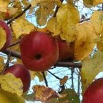 Основные цели, правила и сроки проведения осенней обрезки яблонь