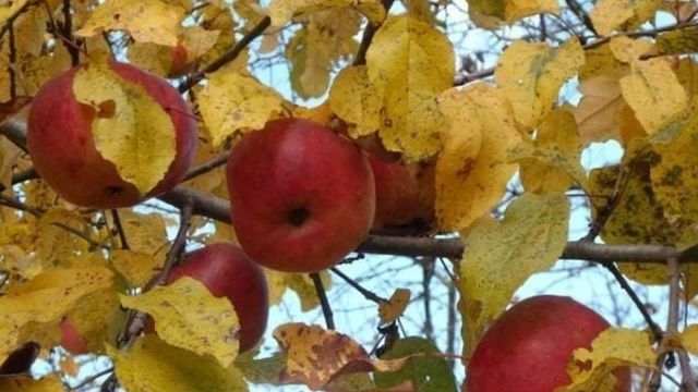 Обрезка яблони осенью: для чего это нужно делать, сроки и схема