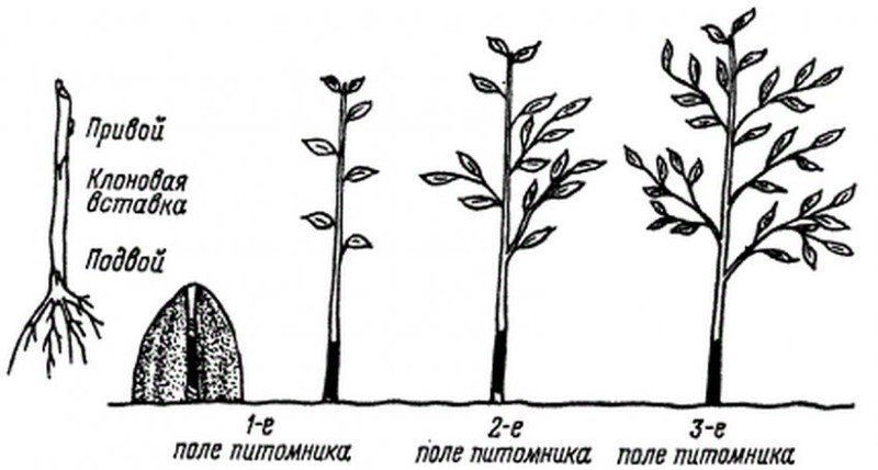 Схема посадки колоновидных яблонь