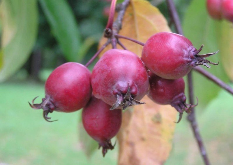 Яблоня пурпурная malus purpurea