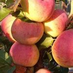 Отзывы о яблоне Услада — описание и правила выращивания