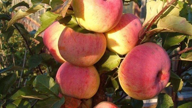 Отзывы о яблоне Услада — описание и правила выращивания