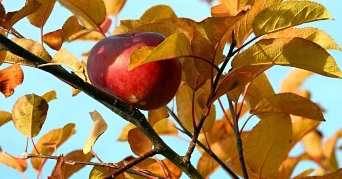 Осень яблоки на деревьях