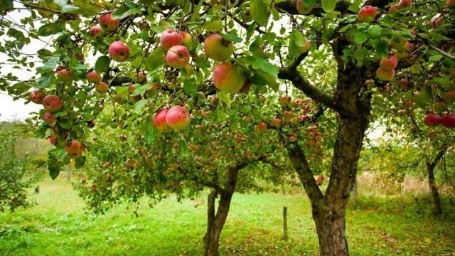 Почему с яблони не опадают листья и что делать