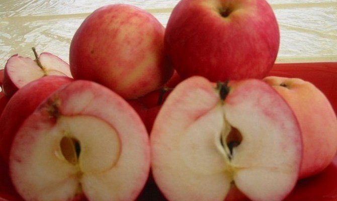 Сорт яблони мельба