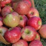 Полное описание сорта яблони Орлинка: характеристики, фото, отзывы садоводов