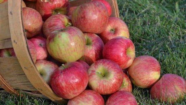 Полное описание сорта яблони Орлинка: характеристики, фото, отзывы садоводов