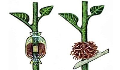 Размножение деревьев воздушными отводками плодовых деревьев
