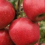 Высокоурожайная яблоня Эрли Женева