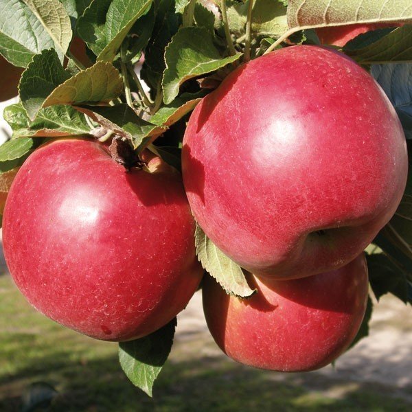 Яблоня малиновый делишес