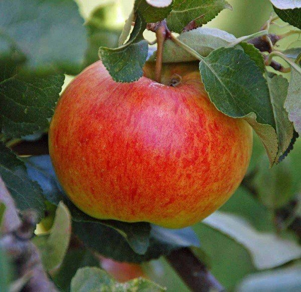 Яблоня сорт джеймс грив