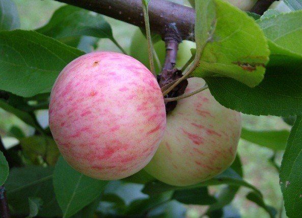 Сорта яблонь налив розовый