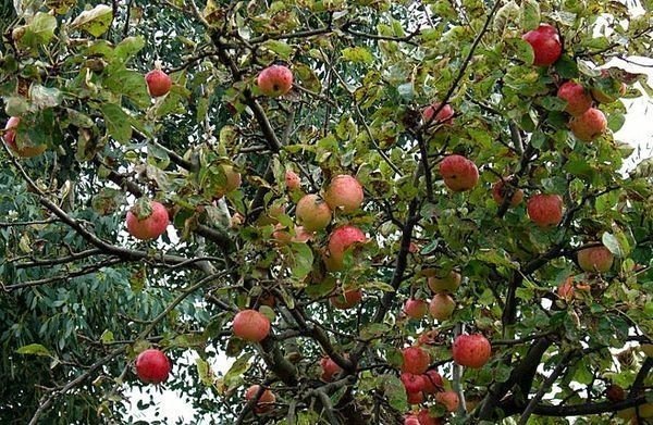 Вельяминовское яблоня