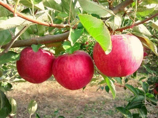 Яблоня рубиновые дуки