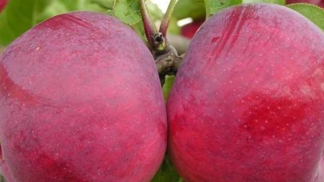 О яблоне Макинтош: описание сорта, характеристики, агротехника выращивания