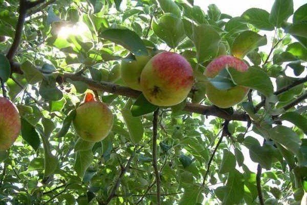 Яблоня сорта весялина