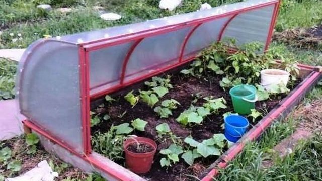 Украшаем огород с пользой: как самостоятельно изготовить парник «подснежник»