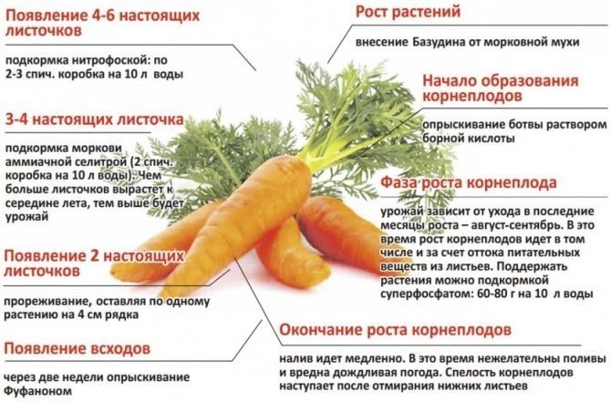 Схема удобрения моркови