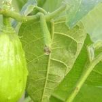 Изумрудный баклажан: описание сорта и правила его выращивания