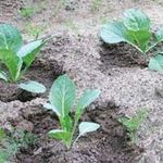 Как вырастить капусту кольраби в открытом грунте