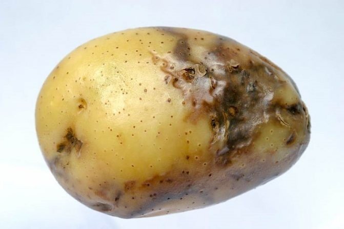 Фитофтороз картофельная гниль